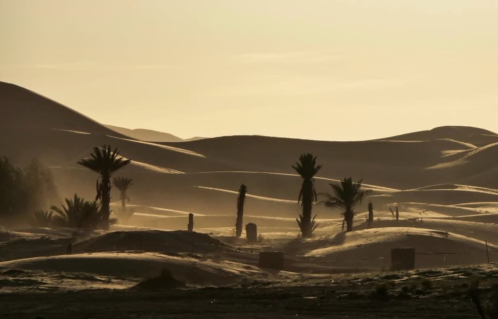Dunes et palmiers au soleil levant